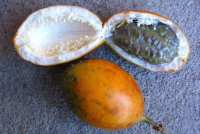 granadilla-cimarrona