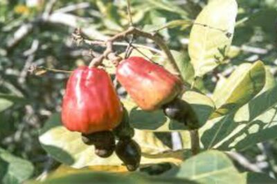Acaju
