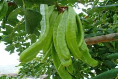 Algarrobera