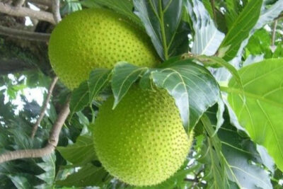 fruta-de-pan