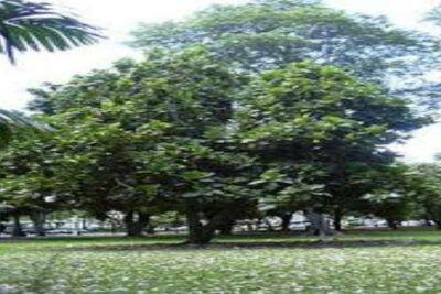 Mazapán