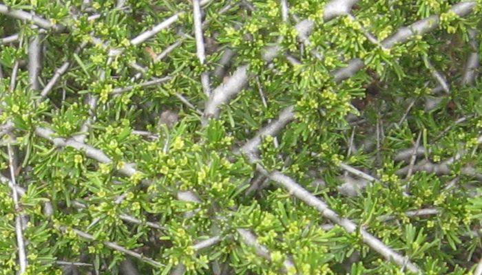 arbusto-de-espino-negro