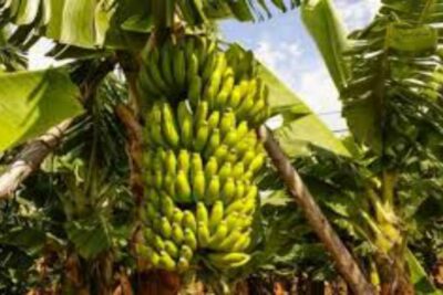 banana