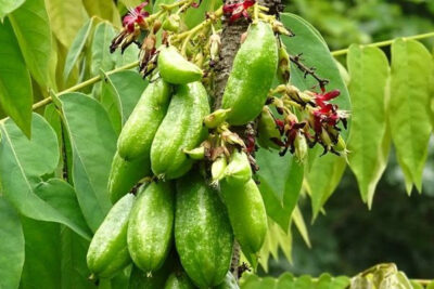 fruto