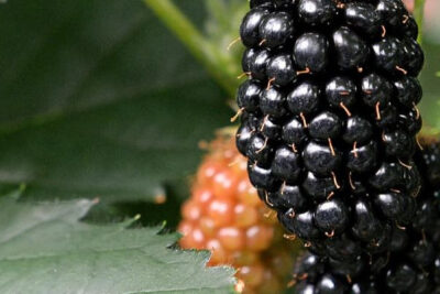 rubus-fruticosus-negra