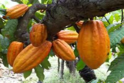 cacao