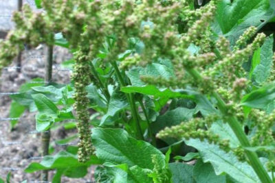 chenopodium