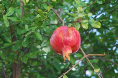 fruto-de-granada
