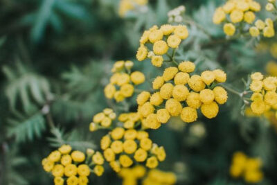 mimosa-amarilla