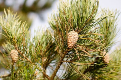pinus-con-fruto