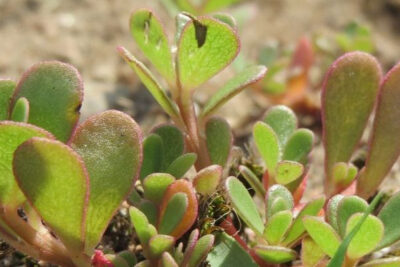 purslane-en-tierra