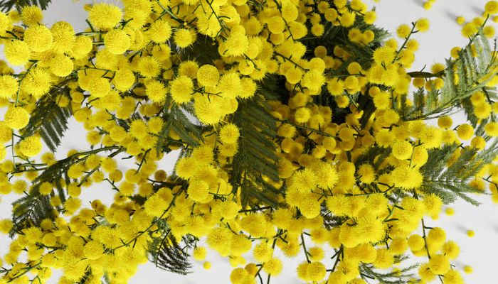 mimosa-flores-amarillas
