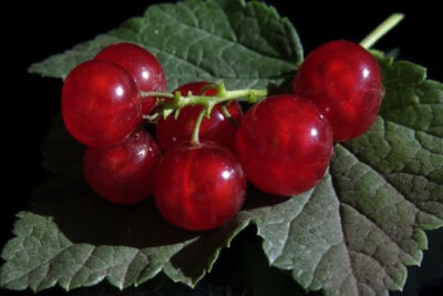rubrum-frutos
