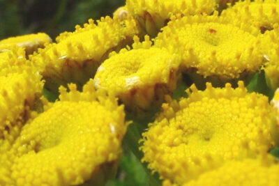 tanacetum-de-cerca