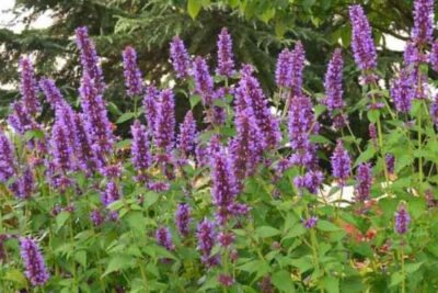 agastache-morado