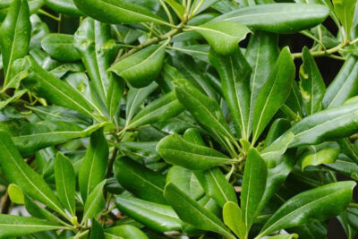 pittosporum-planta