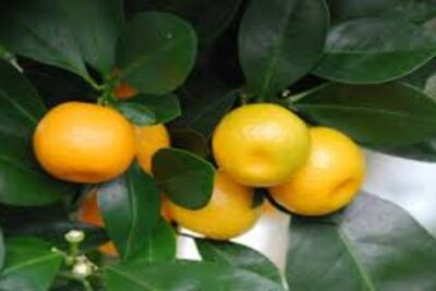 Calamondia