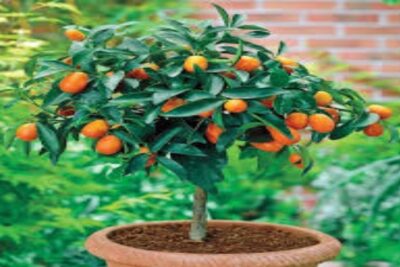 Calamondin