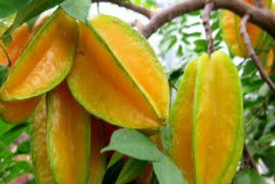 Carambola