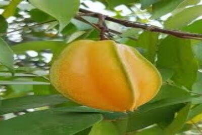 Carambolo