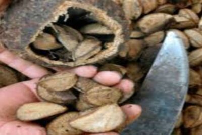 Castaña amazónica