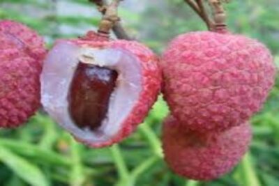 Litchi