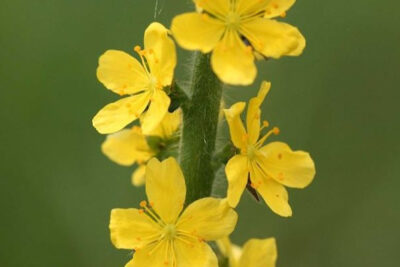 propiedades-y-beneficios-del-agrimony