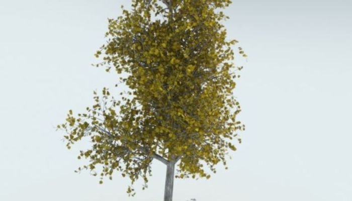 álamo-temblón-árbol