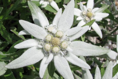 edelweiss