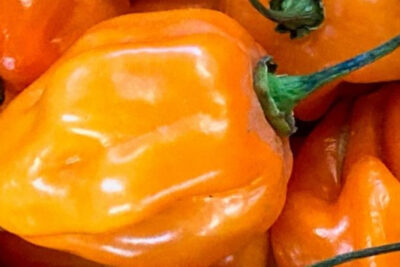 habanero