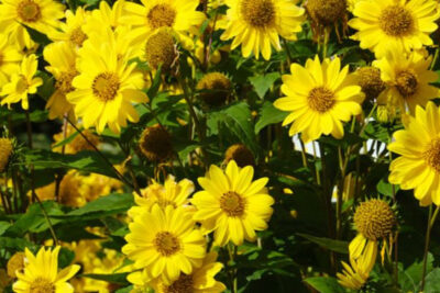 heliopsis-flor
