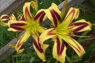 hemerocallis