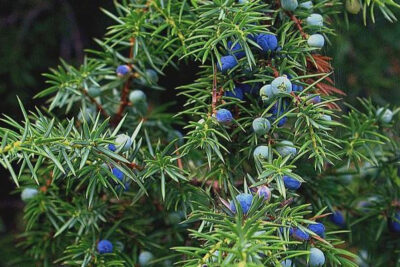juniperus