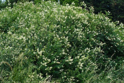 propiedades-y-beneficios-del-ligustrum