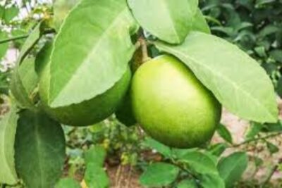 limon