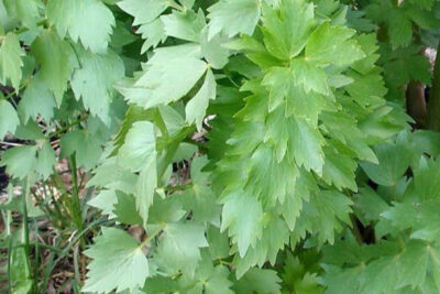 propiedades-y-beneficios-de-lovage
