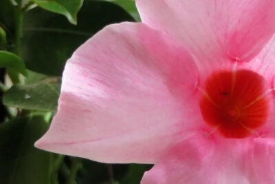 mandevilla
