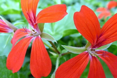 pelargonium
