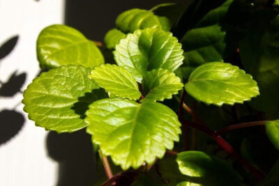 plectranthus-hojas