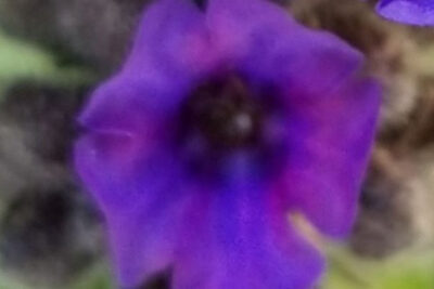 pulmonaria