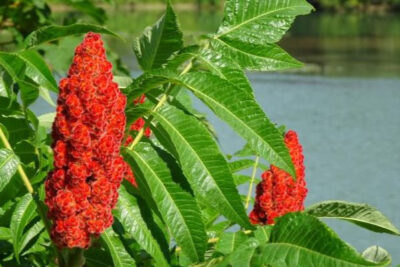 rhus-flores-rojas