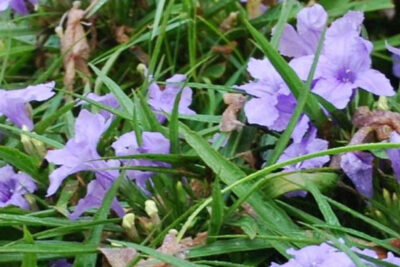 ruellia-flores-moradas