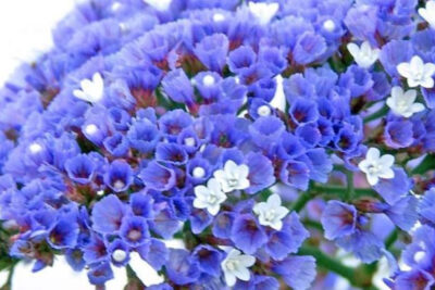 statice-flores