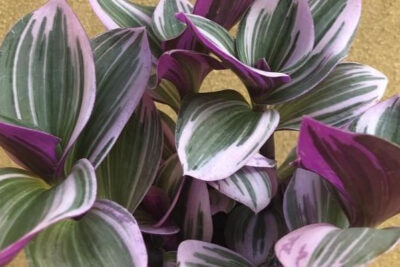 tradescantia