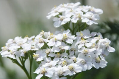 yarrow-blanca