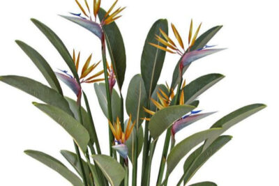 strelitzia