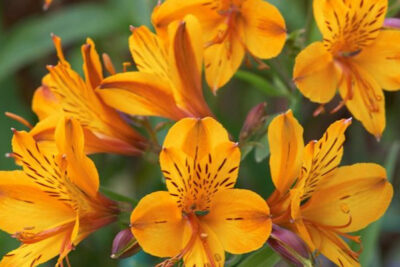flores-alstroemeria