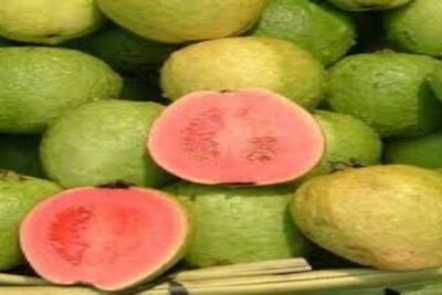 guayabo