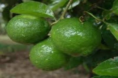 Limón ceutí
