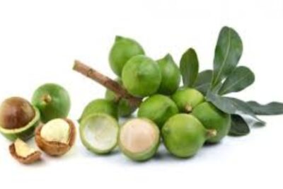 Macadamia